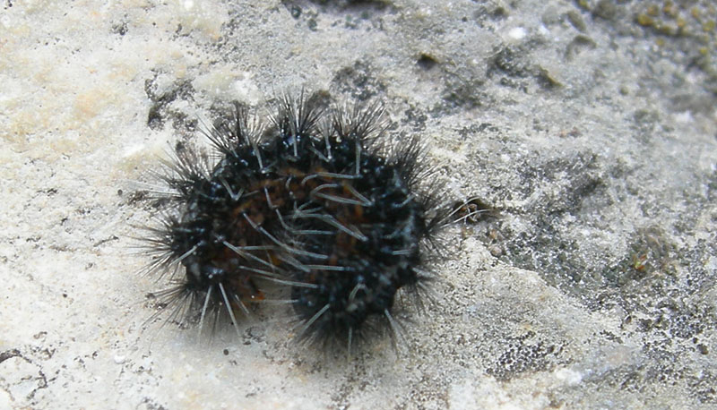 bruco: Coscina cribaria - Arctiidae.........dal Trentino