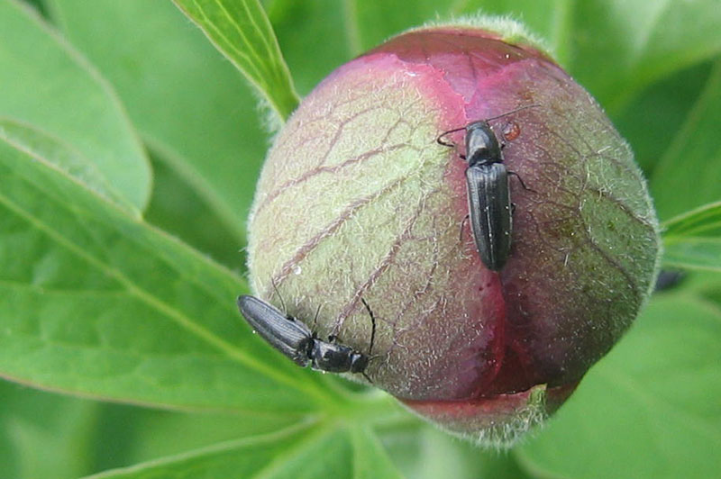 Elateridae: Limonius minutus