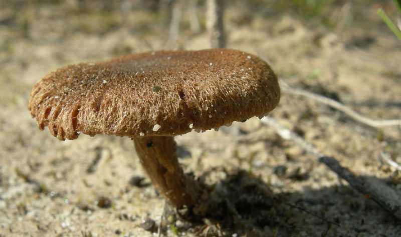 Inocybe da determinare (cfr. Inocybe heimii/I. agardhii)