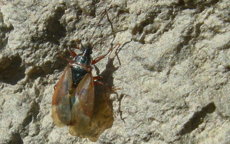 Lygaeidae: Gastrodes abietum del Trentino