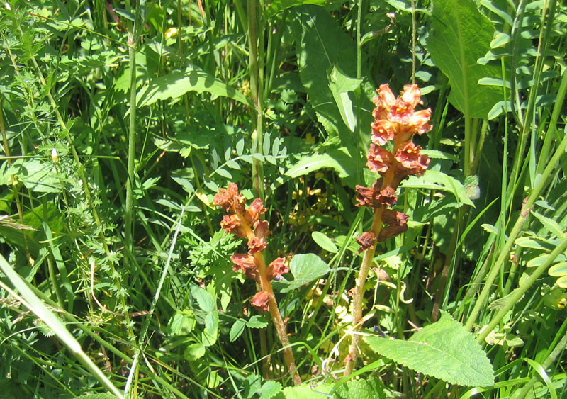 orchidea ? no, Orobanche cfr. gracilis