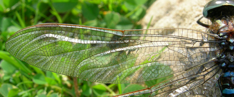 salvataggio libellula: Aeshna juncea.....Trentino/Veneto