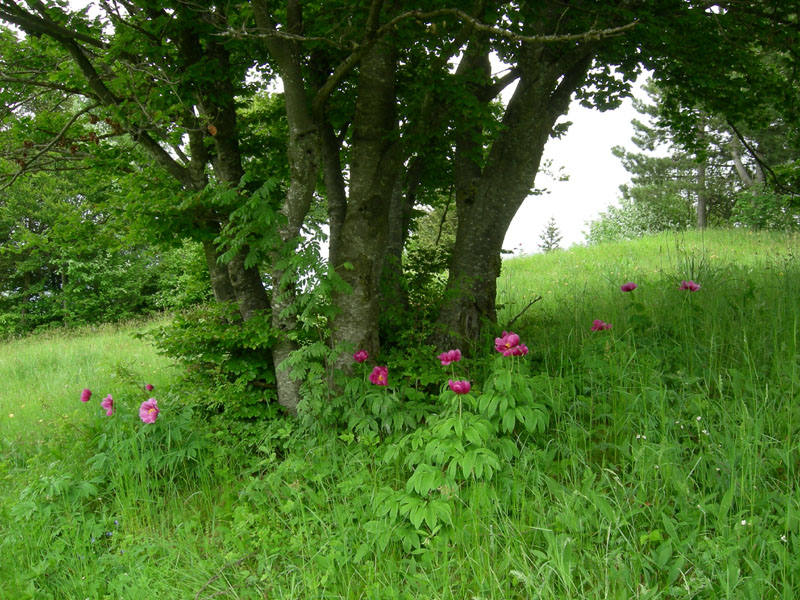 Paeonia e suo habitat....sopra Rovereto (TN)