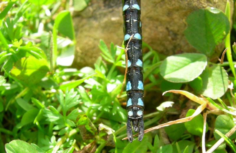 salvataggio libellula: Aeshna juncea.....Trentino/Veneto