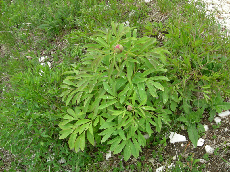 Paeonia e suo habitat....sopra Rovereto (TN)