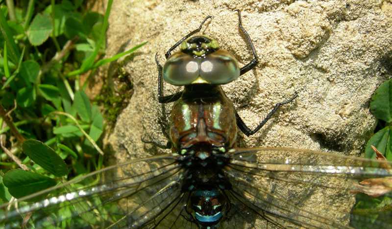 salvataggio libellula: Aeshna juncea.....Trentino/Veneto