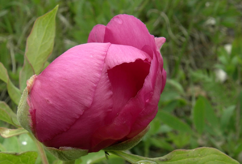 Paeonia e suo habitat....sopra Rovereto (TN)