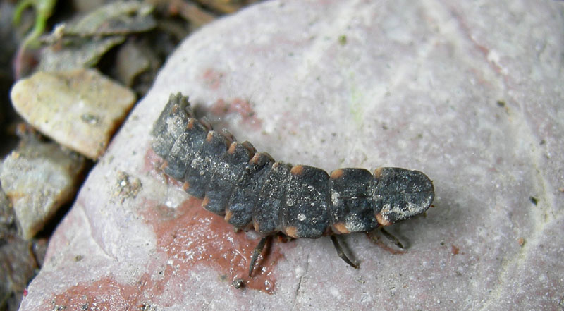 larva di Lampyris noctiluca