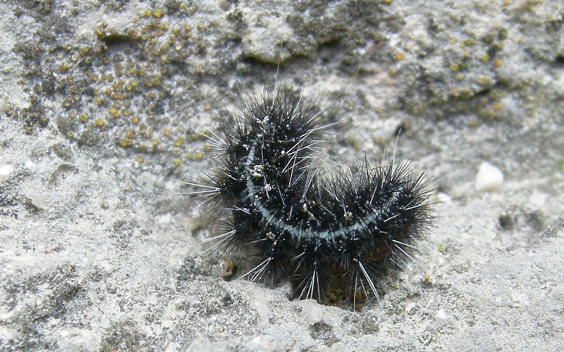 bruco: Coscina cribaria - Arctiidae.........dal Trentino