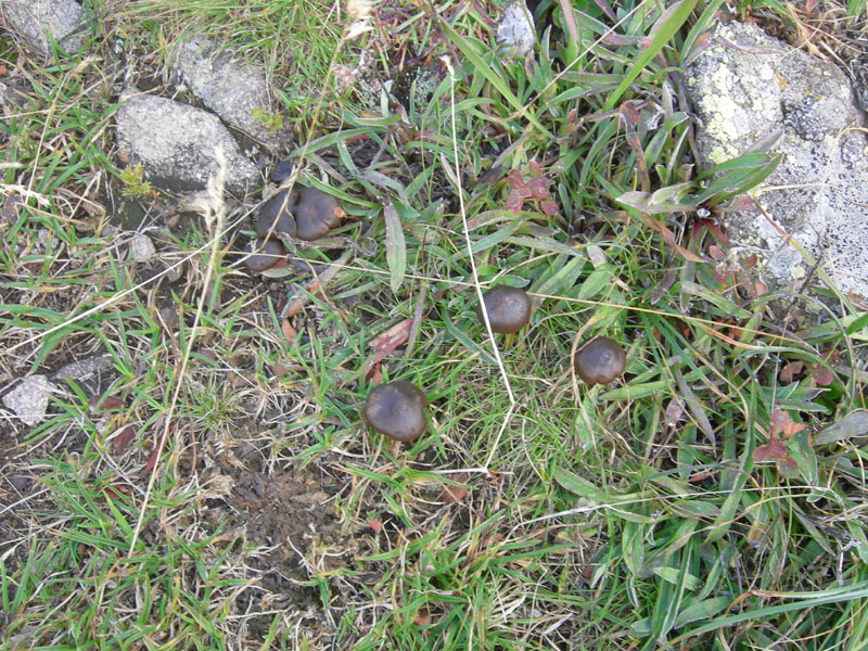 q. 2330 ...fungo marroncino (cfr. Entoloma atrosericeum)