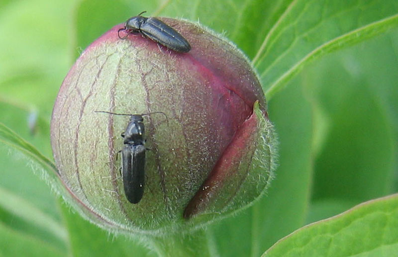 Elateridae: Limonius minutus