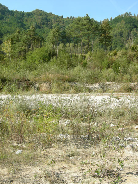 Inocybe da determinare (cfr. Inocybe heimii/I. agardhii)