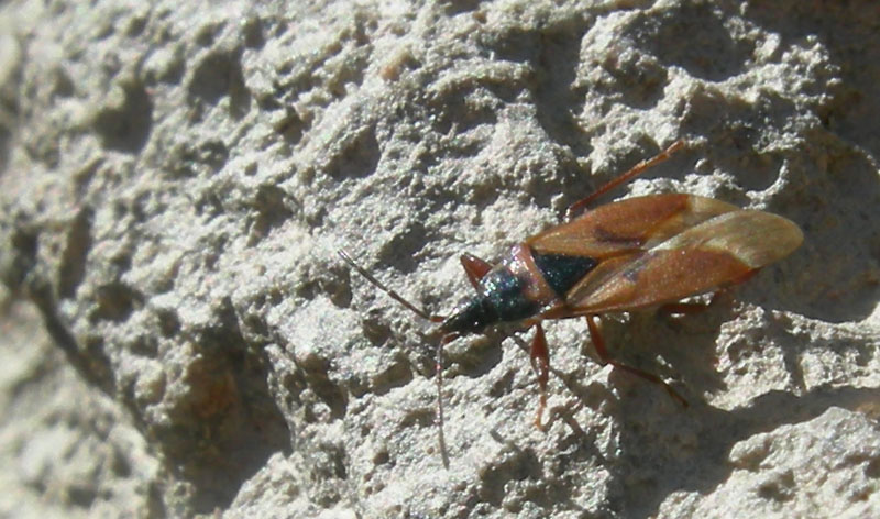 Lygaeidae: Gastrodes abietum del Trentino