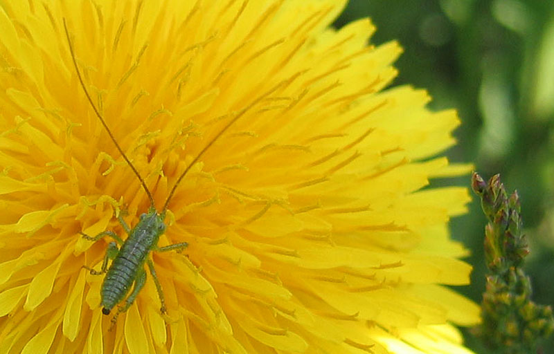 Tettigonia sp.