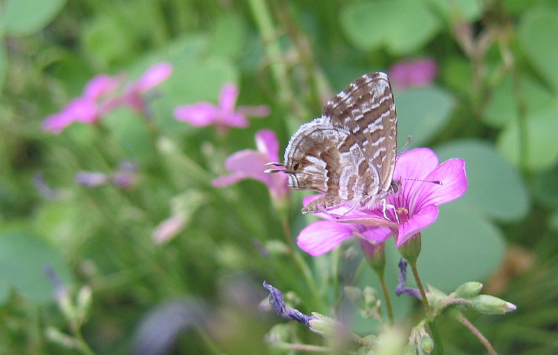 Cacyreus marshalli - Lycaenidae......dal Trentino