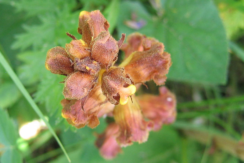 orchidea ? no, Orobanche cfr. gracilis