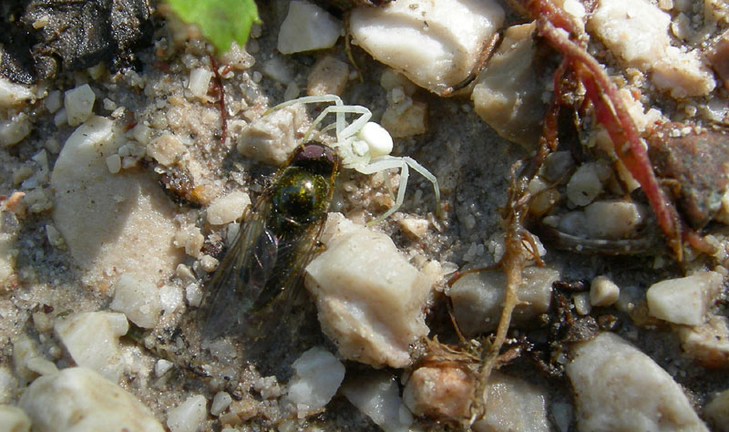 Misumena vatia