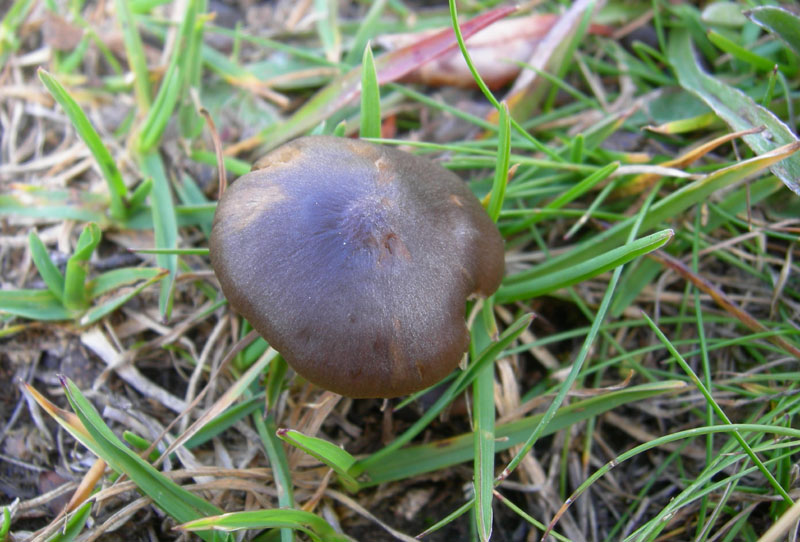 q. 2330 ...fungo marroncino (cfr. Entoloma atrosericeum)