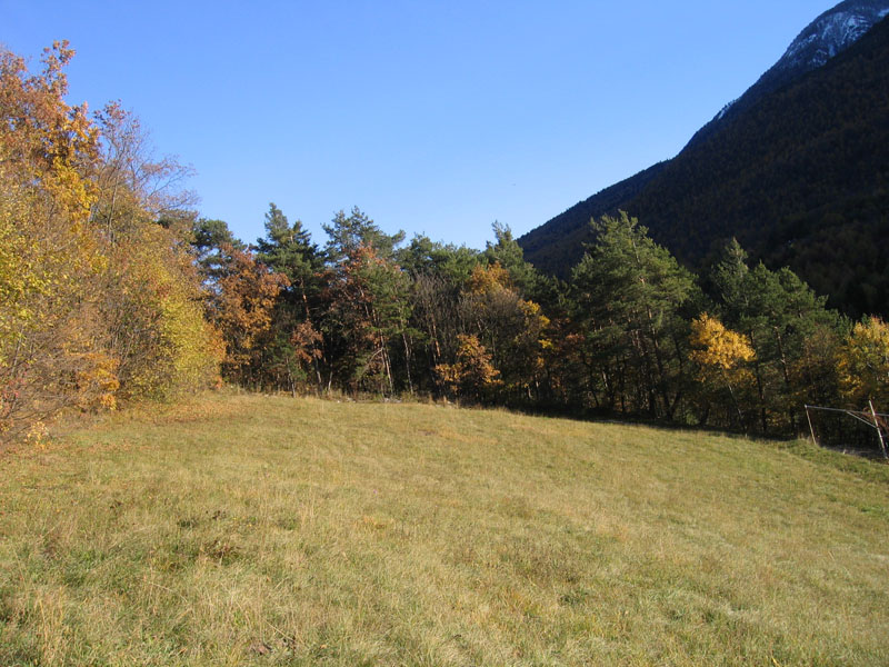 Galeruca tanaceti.......del Trentino