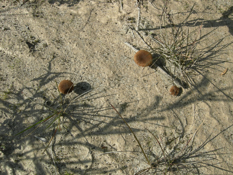 Inocybe da determinare (cfr. Inocybe heimii/I. agardhii)