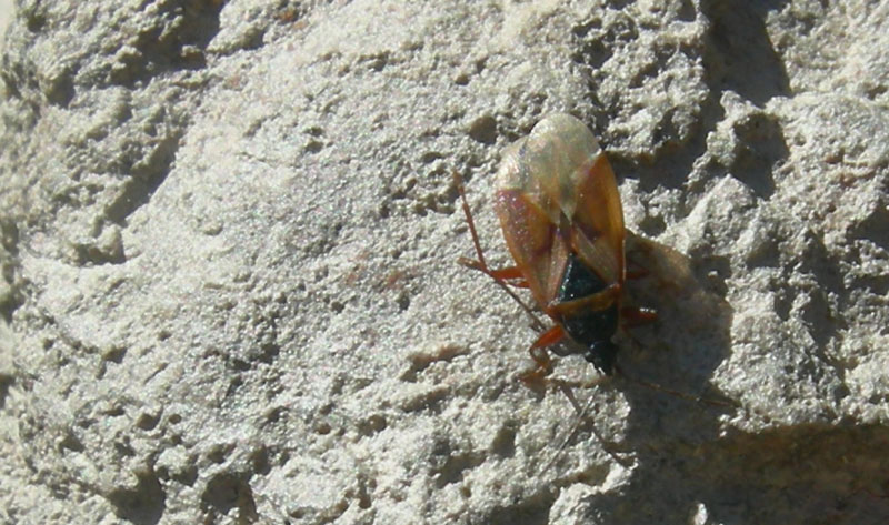 Lygaeidae: Gastrodes abietum del Trentino