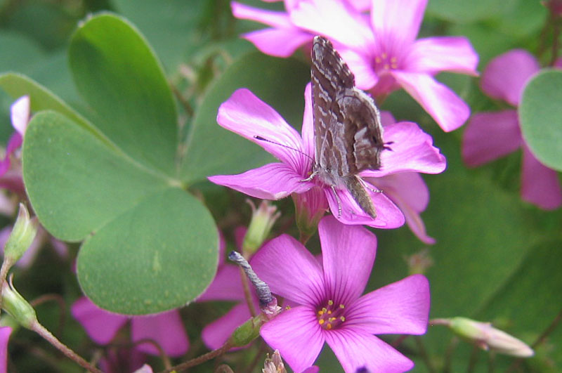 Cacyreus marshalli - Lycaenidae......dal Trentino