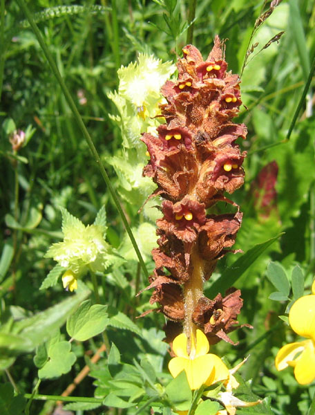 orchidea ? no, Orobanche cfr. gracilis