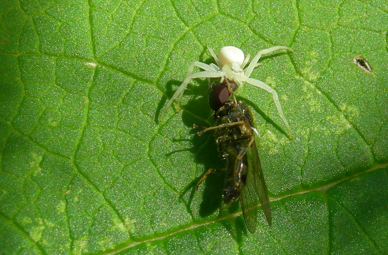 Misumena vatia