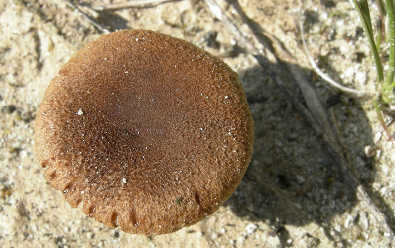 Inocybe da determinare (cfr. Inocybe heimii/I. agardhii)