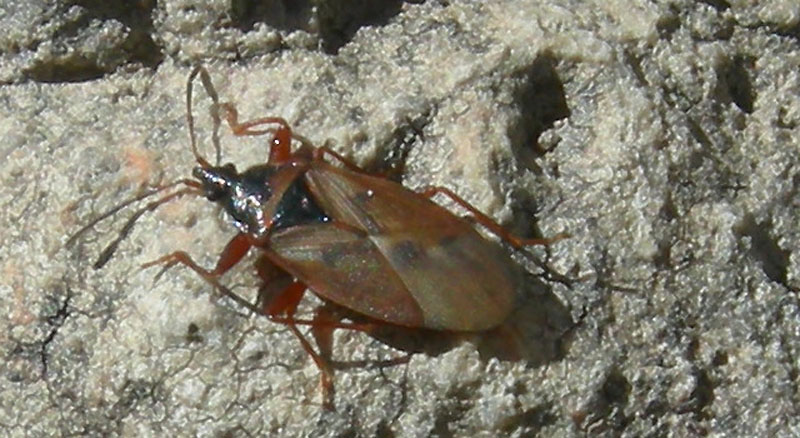 Lygaeidae: Gastrodes abietum del Trentino