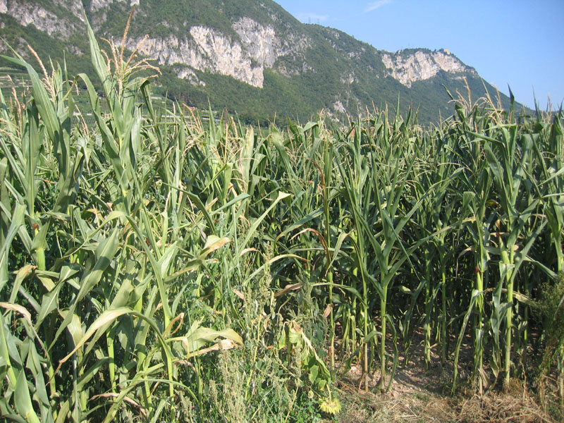 giovani e piccolissimi.....