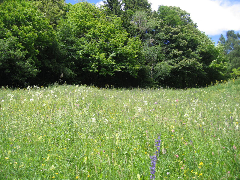 orchidea ? no, Orobanche cfr. gracilis