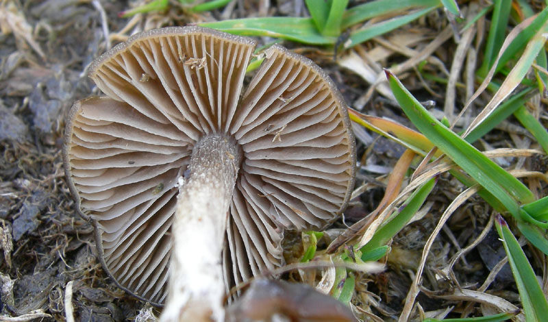q. 2330 ...fungo marroncino (cfr. Entoloma atrosericeum)