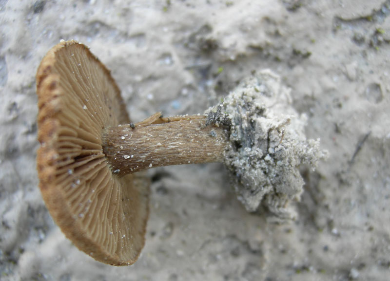 Inocybe da determinare (cfr. Inocybe heimii/I. agardhii)
