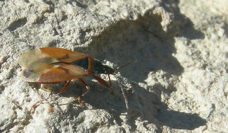 Lygaeidae: Gastrodes abietum del Trentino