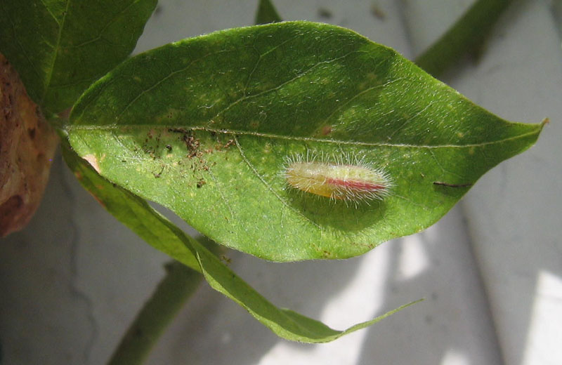 Cacyreus marshalli - Lycaenidae......dal Trentino