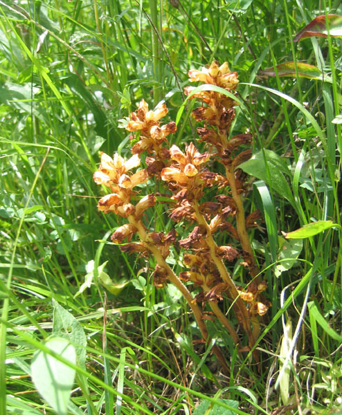 orchidea ? no, Orobanche cfr. gracilis