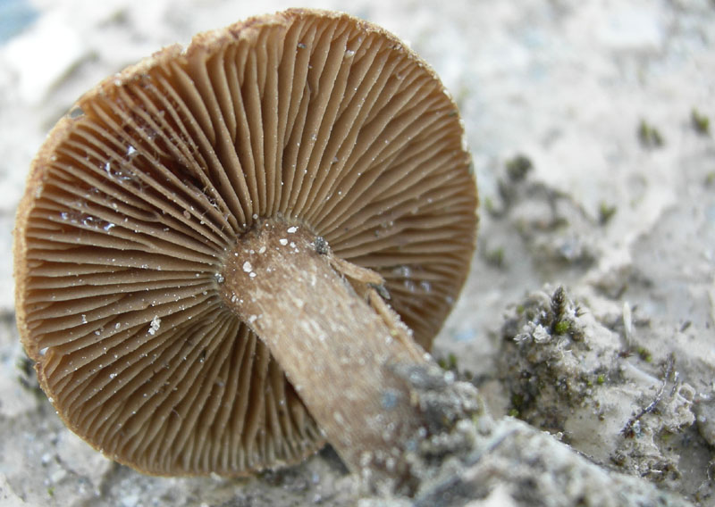 Inocybe da determinare (cfr. Inocybe heimii/I. agardhii)