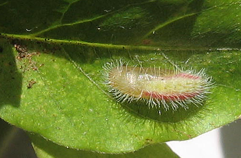 Cacyreus marshalli - Lycaenidae......dal Trentino