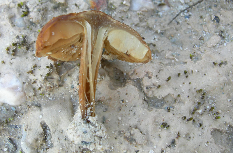 Inocybe da determinare (cfr. Inocybe heimii/I. agardhii)