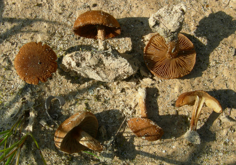 Inocybe da determinare (cfr. Inocybe heimii/I. agardhii)