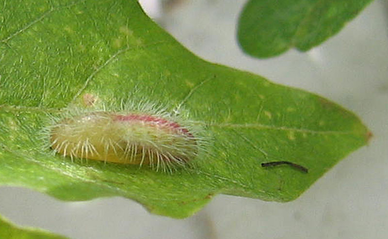 Cacyreus marshalli - Lycaenidae......dal Trentino