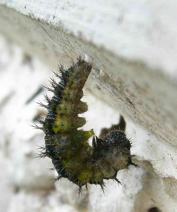 bruco: Aglais urticae - Nymphalidae.............dal Trentino