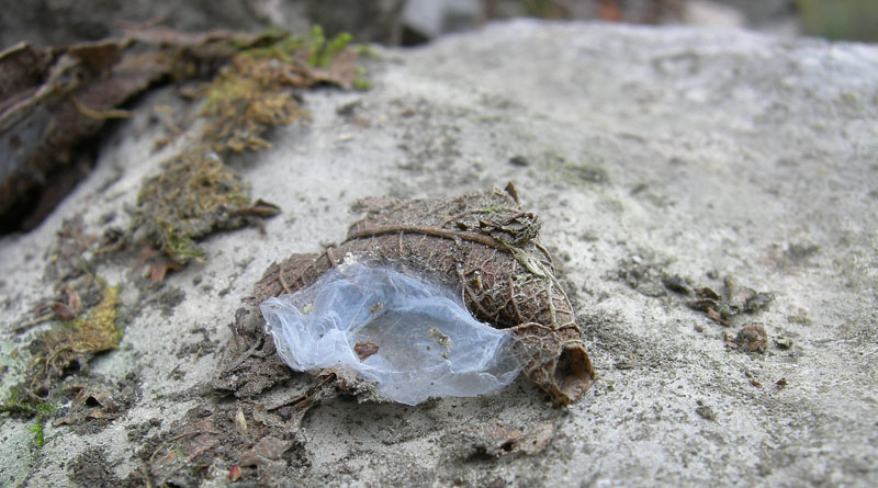 Haplodrassus sp. o Drassodes sp.