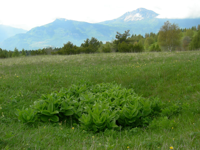 Arion cf.subfuscus - Monte Finonchio (TN)