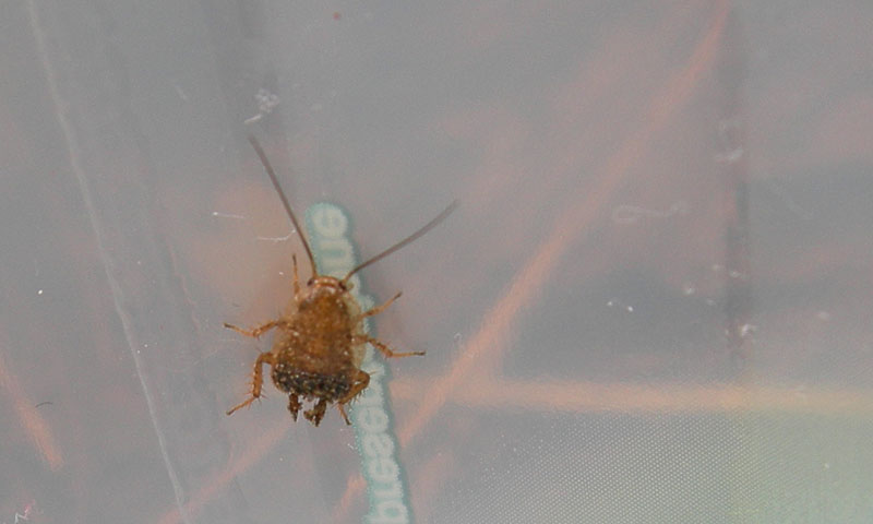 Ectobius sp.