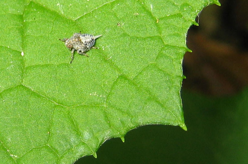 da determinare......ninfa Issus sp.