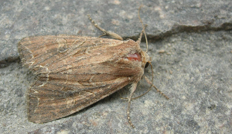 Lacanobia suasa - Noctuidae........dal Trentino