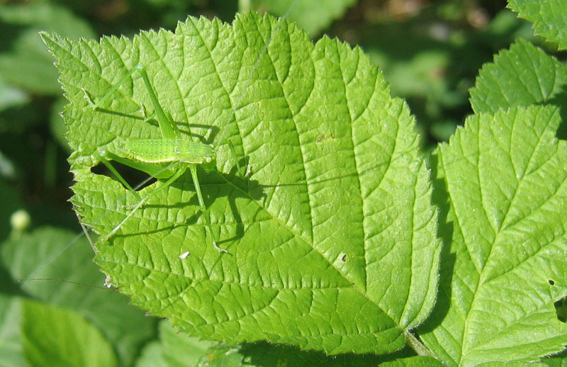 Mimetismo: Leptophyes cf. boscii