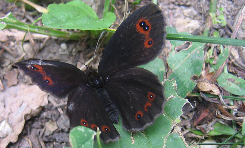 Erebia aethiops - Nymphalidae Satyrinae......dal Trentino